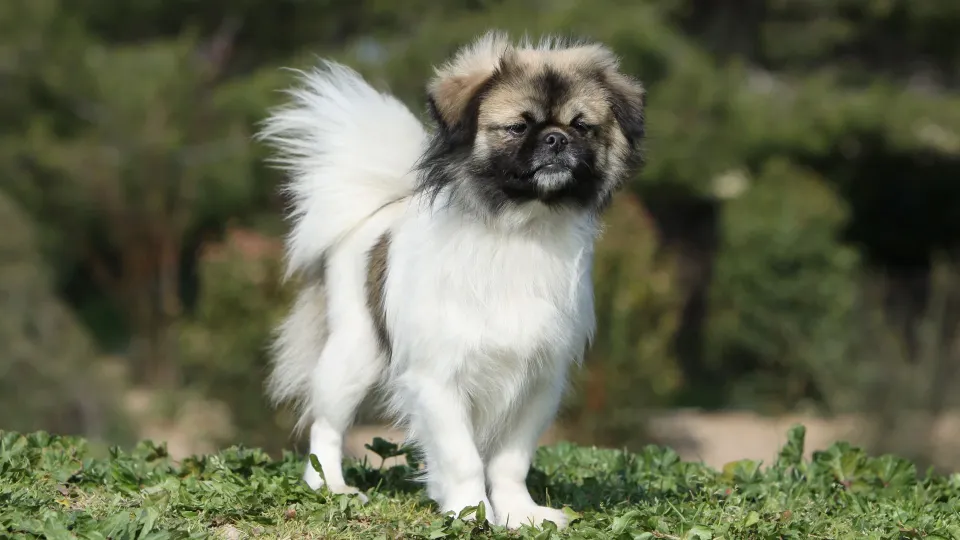 Tibetan Spaniel